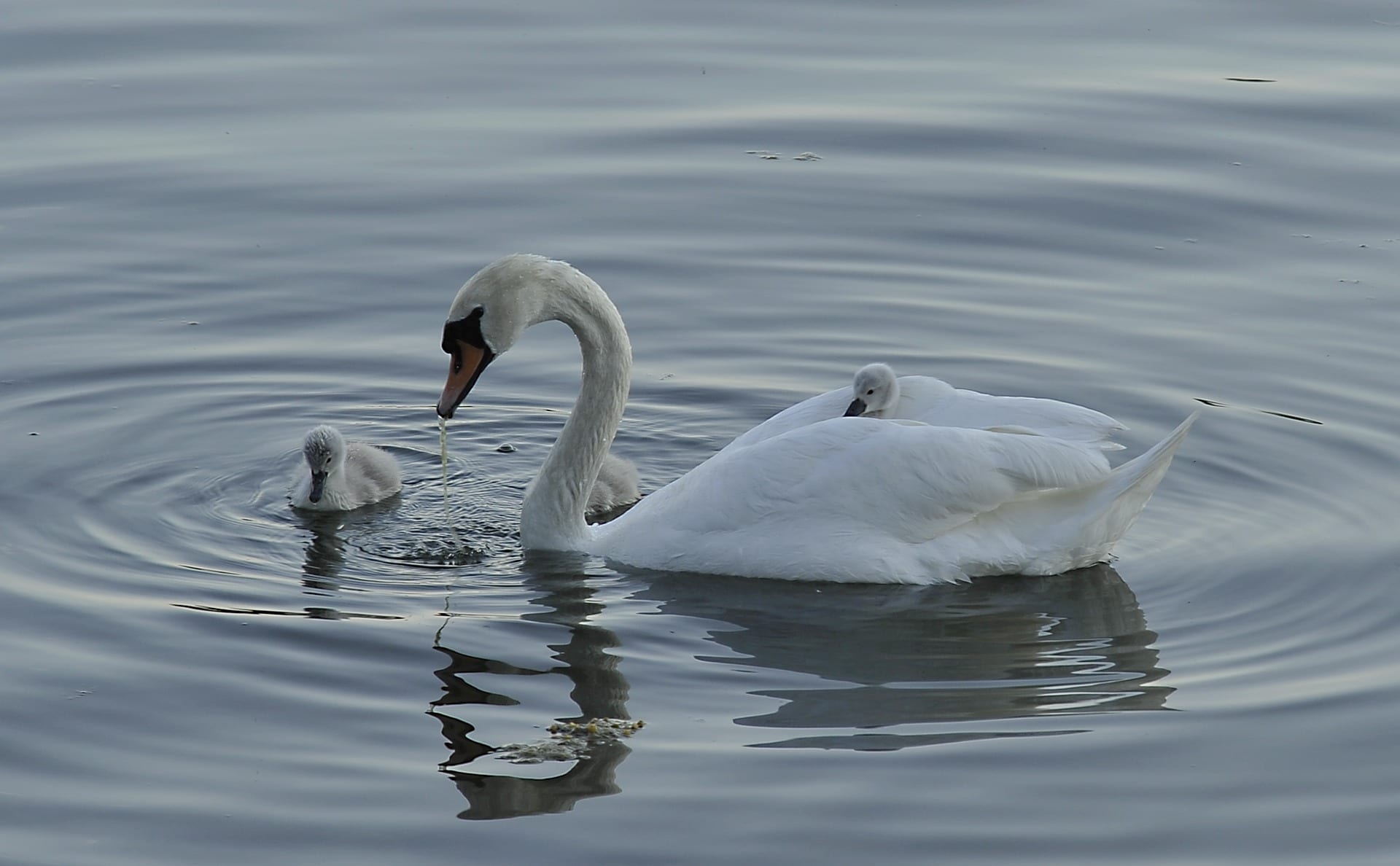 Signs You Are not The Parental Type