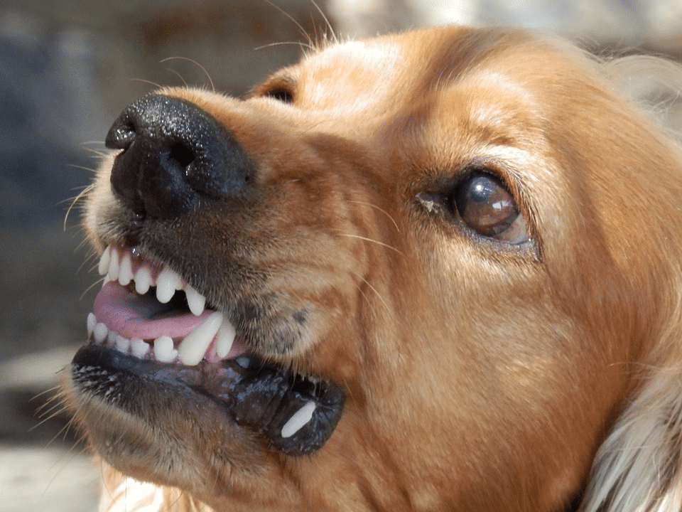 When your dog is turning aggressive because they are frustrated, there is a known name for this, being barrier frustration, or redirected aggression. This essentially means that they are feeling this way because they aren't able to do something that they want to, which leads them to take out their frustration in an aggressive way. 