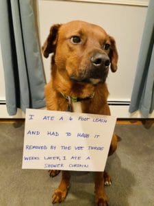 Hilarious Pet Antics and Their Punishment – Page 52