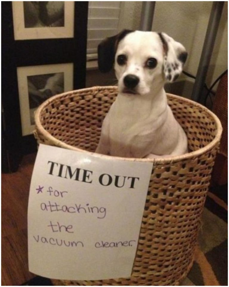 adult dog time out