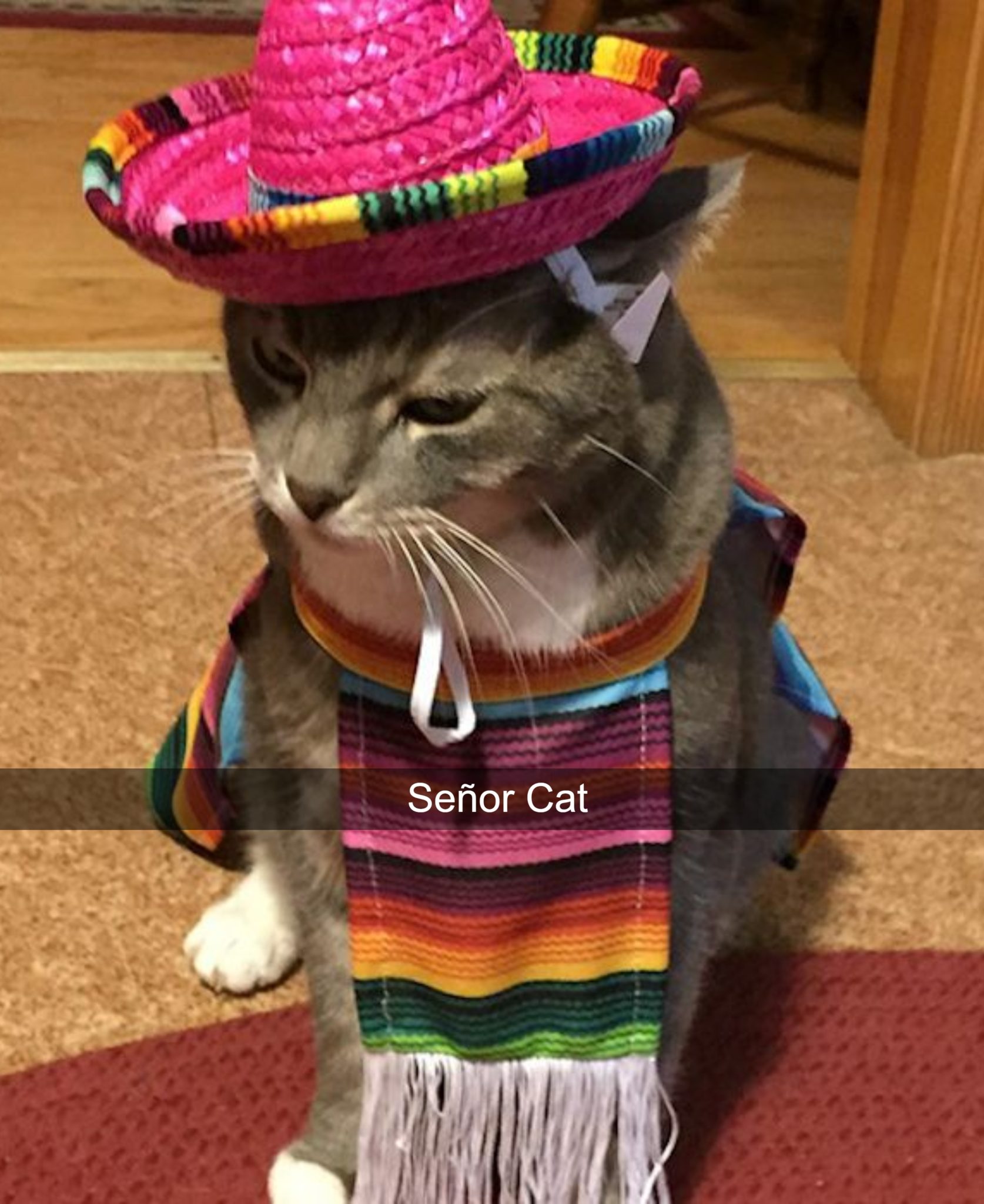 Кот в мексиканской шляпе