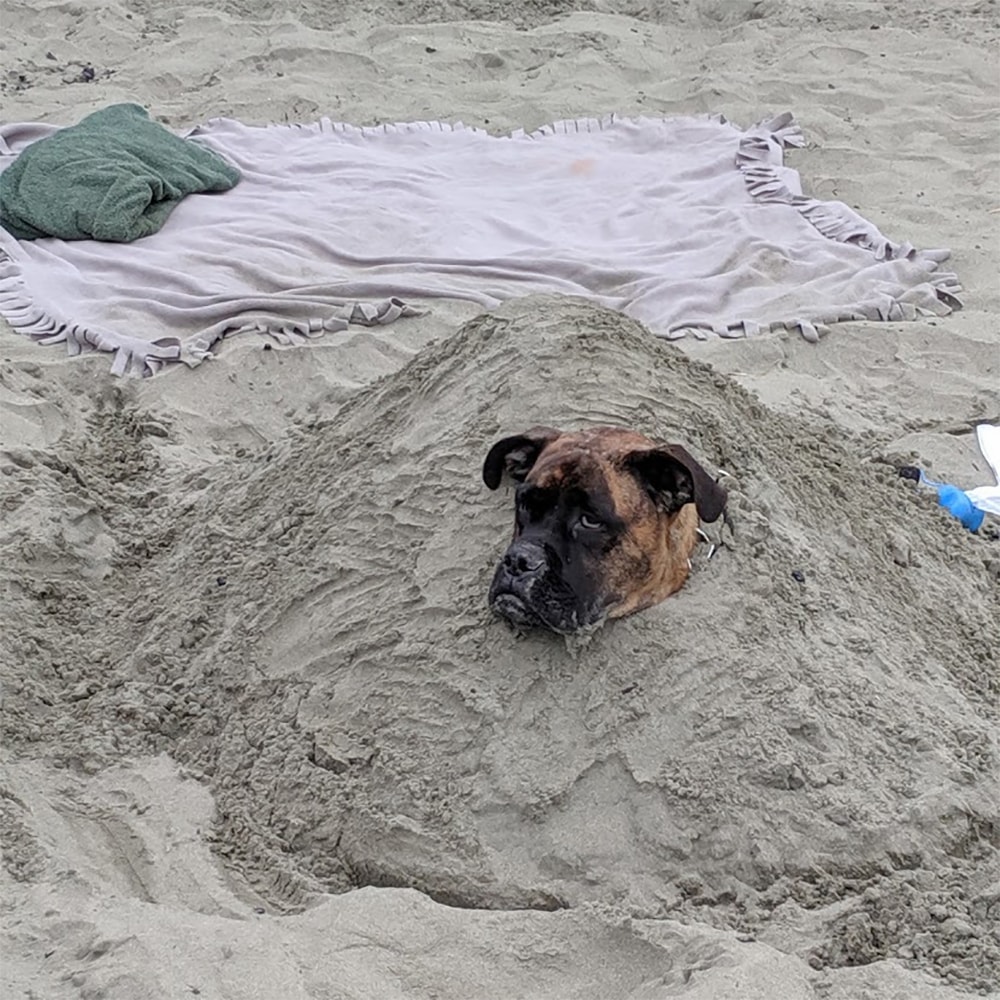 why do dogs roll in sand